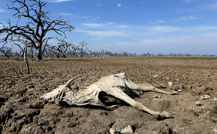 Бокерон, Парагвай. Труп животного, умершего в результате сильнейшей за последние двадцать лет засухи 