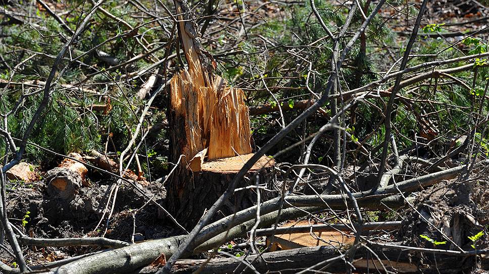 Экологи обеспокоены скоростью гибели российских лесов