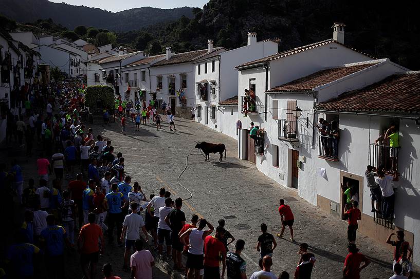 Грасалема, Испания. Бегуны наблюдают за привязанным веревкой быком. В испании проходит фестиваль Toro de Cuerda, в ходе которого три привязанных веревками быка бегут по улицам города