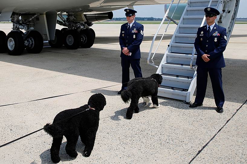 Мэриленд, США. Собаки президента США Барака Обамы Санни (слева) и Бу у трапа перед вылетом семьи в Массачусетс на традиционный отдых