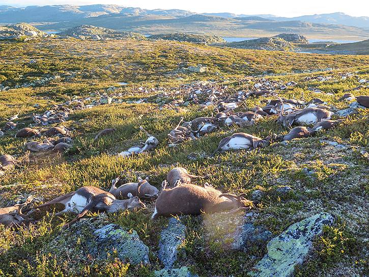 Хардангервидда, Норвегия. В крупнейшем норвежском национальном парке Хардангервидда от удара молнии погибли 323 оленя