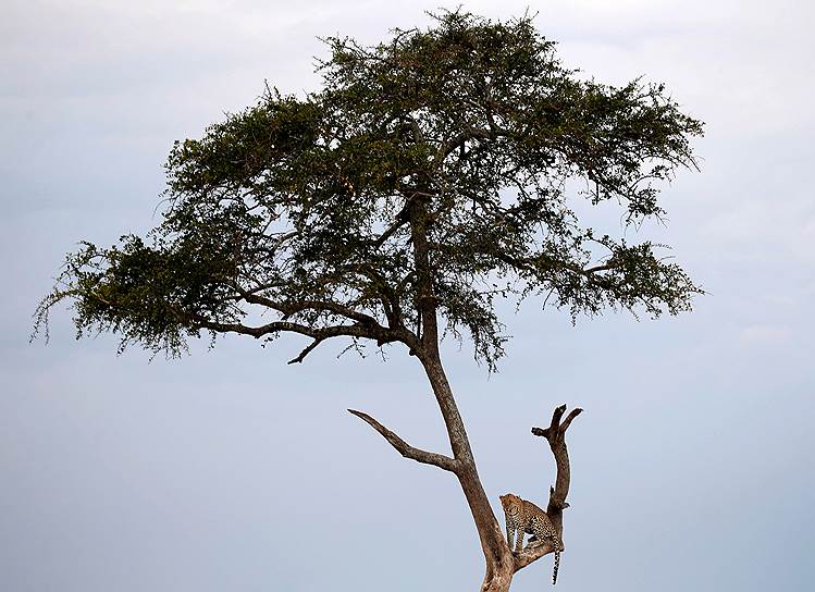 Национальный заповедник Масаи-Мара, Кения. Сидящий на дереве леопард