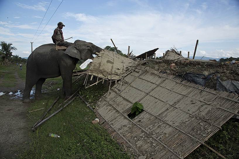 Бандардуби, Индия. Слон сносит жилой дом, расположенный на окраине Национального парка Казиранга