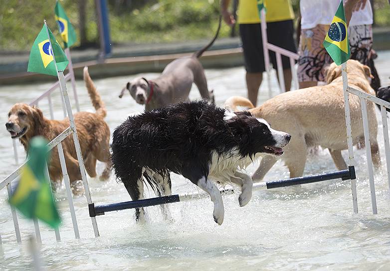 Рио-де-Жанейро, Бразилия. Соревнование собак в прыжках в рамках Олимпийских игр для собак