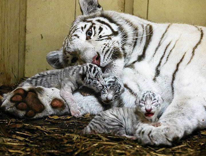 Лодзь, Польша. В частном зоопарке родились детеныши белого бенгальского тигра
