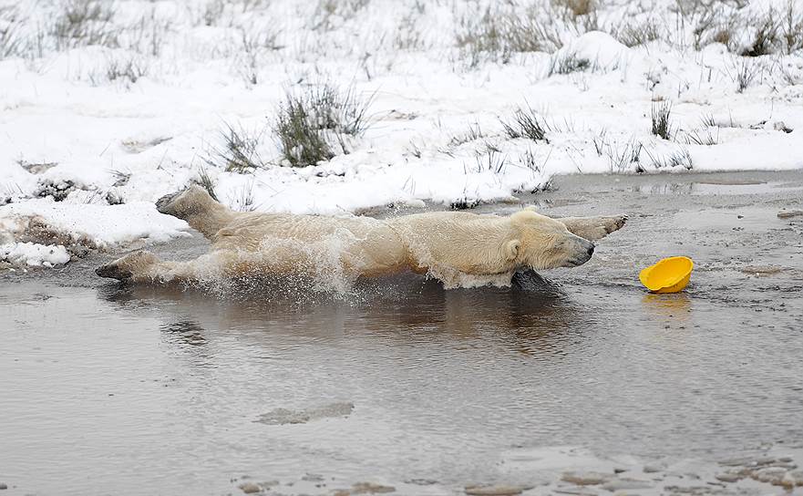 Кинкрейг, 2011. Полярный медведь Уолкер гонится за пластиковой каской в пруду в свой третий день рождения