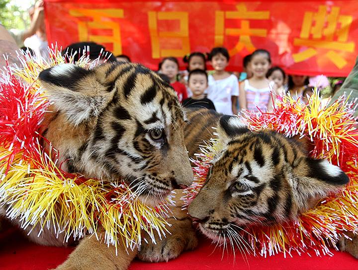 Цзинань, 2006. Тигрята празднуют 100 дней с момента рождения