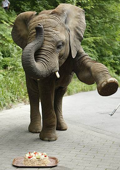 Вупперталь, 2009. Четырехлетний африканский слон Бонджи радуется именинному пирогу