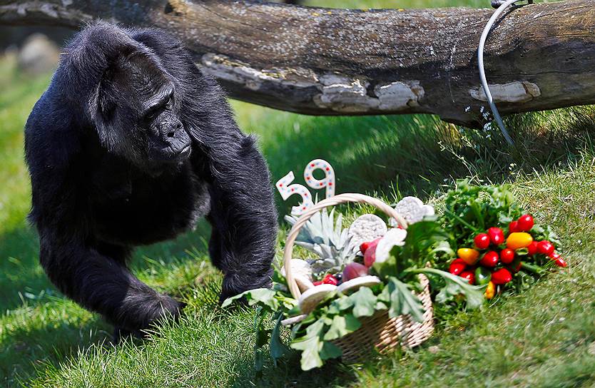 Берлин, 2016. Одна из самых старых горилл на Земле Фатоу смотрит на подарочную корзину с фруктами