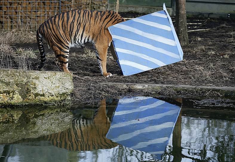 Лондон, 2015 год. Суматранский тигр Мелати празднует свой первый день рождения в городском зоопарке