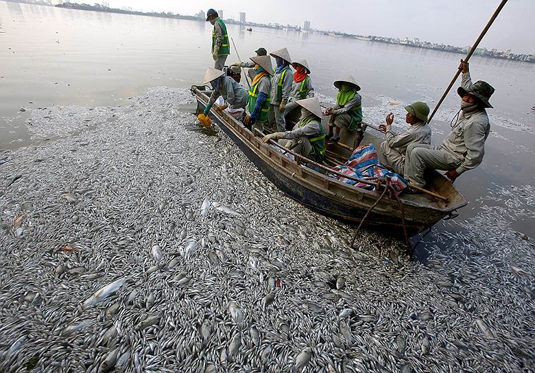 Ханой, Вьетнам. Сбор мертвой рыбы в загрязненном озере