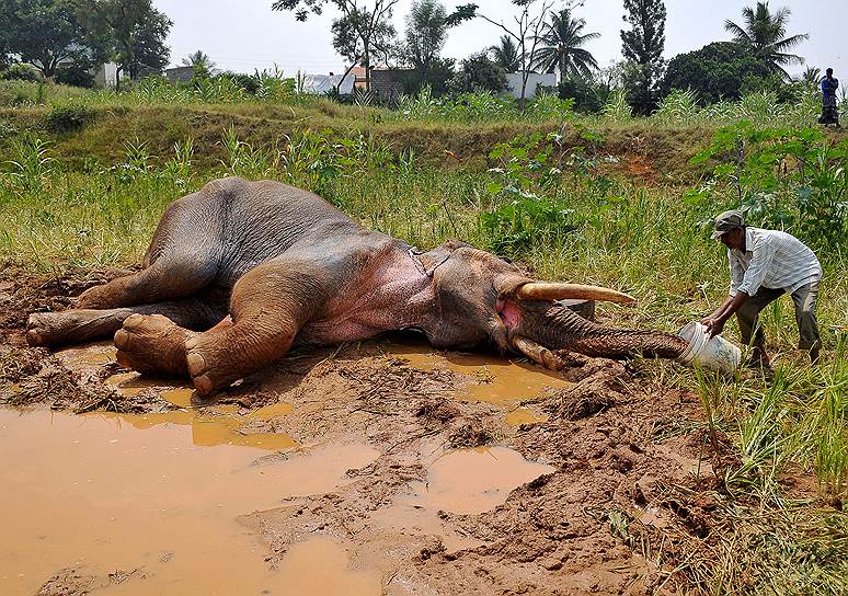 Бангалор, Индия. Лесник пытается напоить слона со сломанной ногой