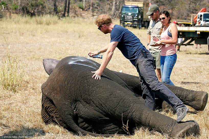 Национальный парк Ливонд, Малави. Принц Гарри ухаживает за слоном