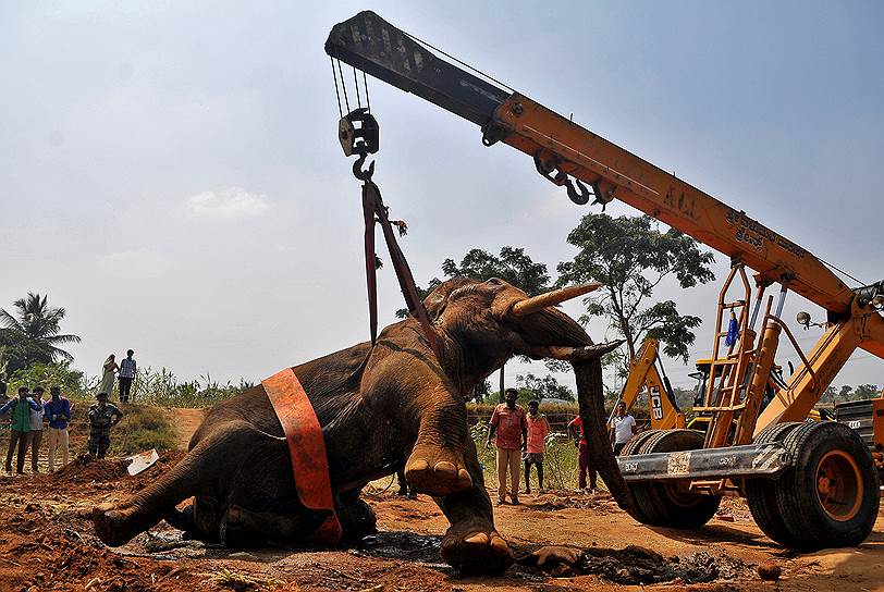 Бангалор, Индия. Слона, раненного в переднюю ногу, грузят в машину, чтобы перевезти в реабилитационный центр для животных 