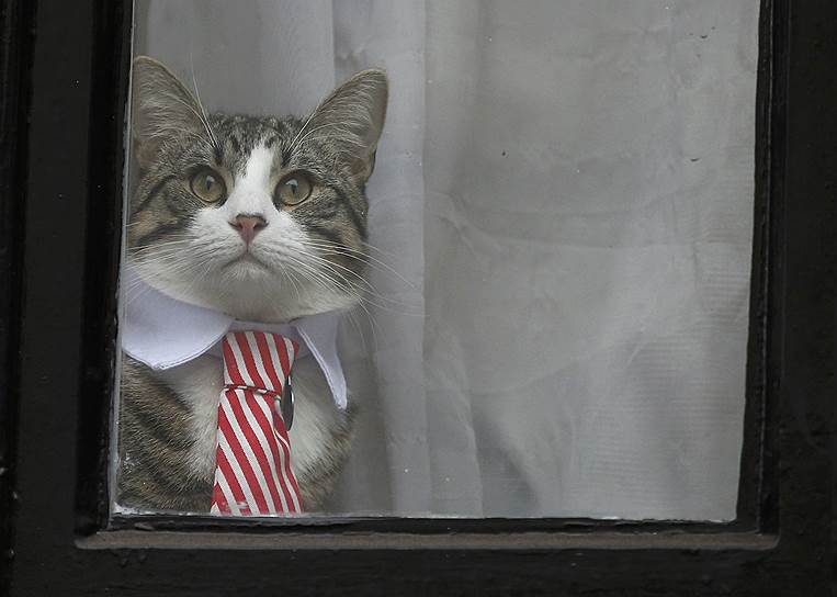 Лондон, Великобритания. Кот сидит на окне посольства Эквадора, где живет основатель WikiLeaks Джулиан Ассанж