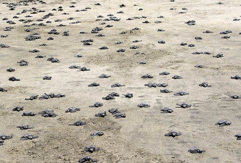 Сан Педро Уамелула, Мексика. Вылупившиеся детеныши черепах ползут к океану