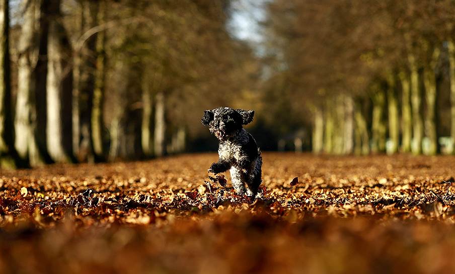 Марбери парк, Великобритания. Собака бежит по аллее, усыпанной осенними листьями