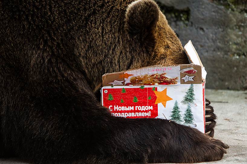 Калининград, Россия. Медведь получил угощение от работников городского зоопарка