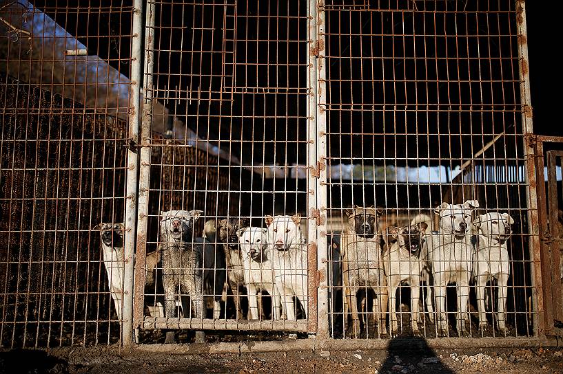 Вонджу, Южная Корея. Собаки в клетке на фабрике по производству собачьего мяса 