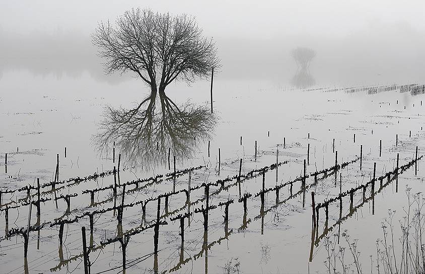 Форествилл, Калифорния. Затопленные виноградники. Снегопады и ливни вызвали сильное наводнение в штатах Калифорния и Невада 