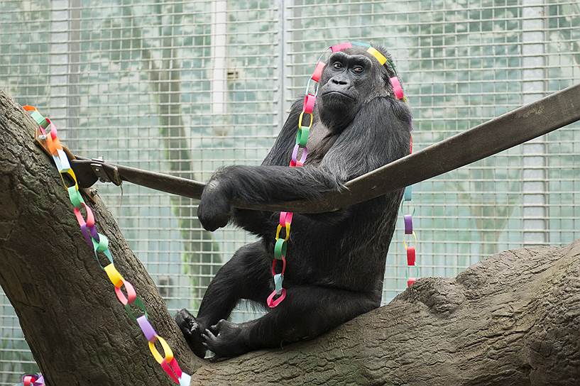 Колумбус, Огайо. Самая старая в мире горилла Коло умерла в местном зоопарке в возрасте 60 лет. Коло была первой родившейся в неволе представительницей этого вида