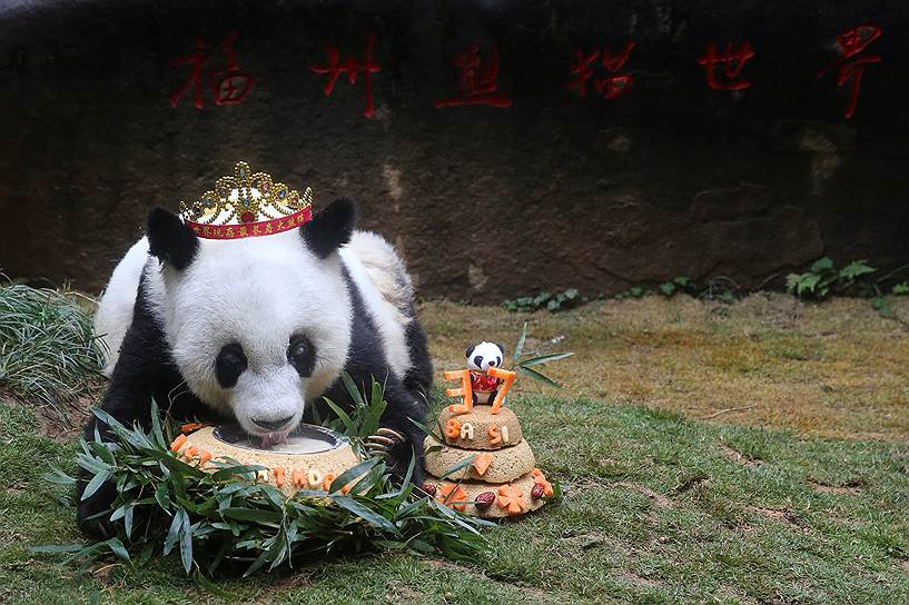 Фучжоу, Китай. Панда Баси ест торт в честь своего 37-го дня рождения