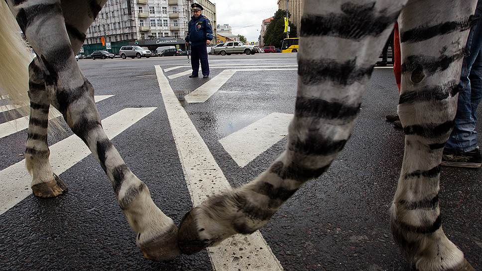 Почему решили увеличить штраф за отказ пропустить пешехода на «зебре»
