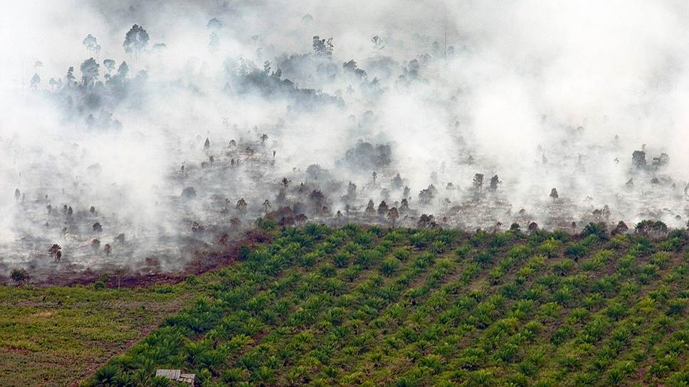Нижний Рокан, Индонезия. Лес, горящий рядом с пальмовой плантацией