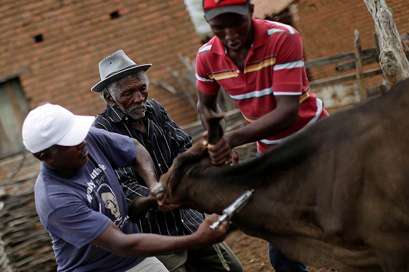 Из-за жары и невозможности ухаживать за скотом на северо-востоке Бразилии происходят вспышки болезней домашних животных&lt;br> На фото: местные жители делают прививку корове