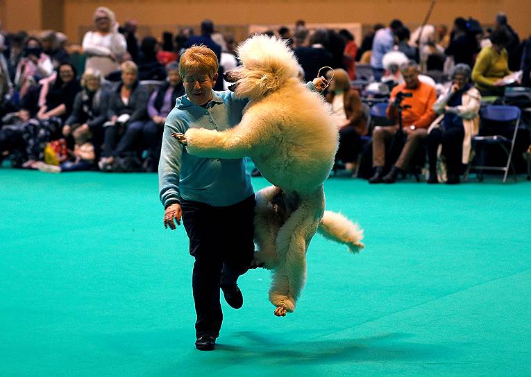 Бирмингем, Великобритания. Пудель прыгает на хозяйку во время показа на выставке собак 