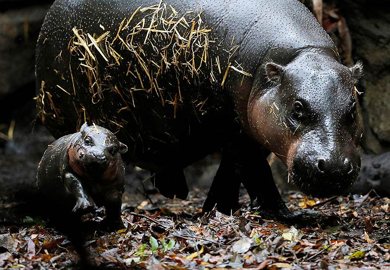 Сидней, Австралия. Новорожденный бегемот впервые выходит к посетителям зоопарка