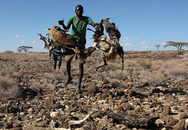 Лойангалани, Кения. Местный житель собирает шкуры мертвых коз, чтобы развести ими огонь 