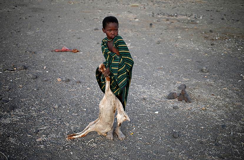 Лойянгалани, Кения. Мальчик тащит тушку ягненка 