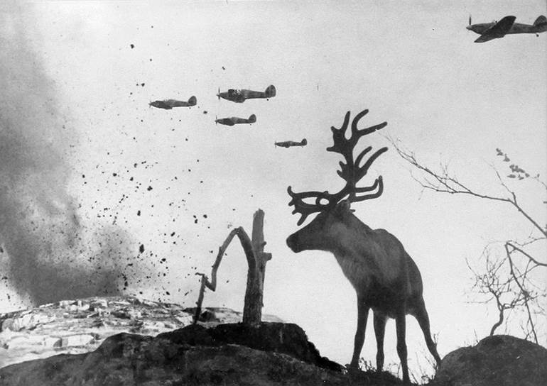 Олень Яша на войне, 1941