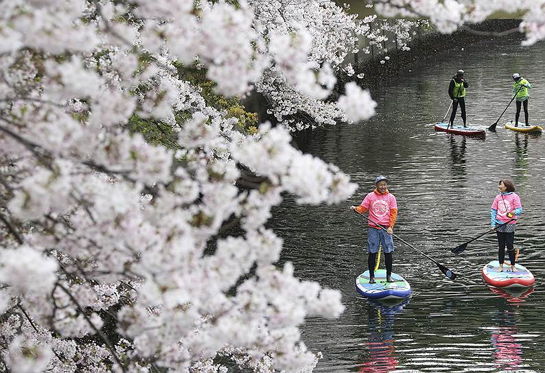 Иокогама, Япония. Местные жители плывут по реке под цветущей сакурой 