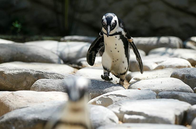 Тбилиси, Грузия. Пингвин в городском зоопарке 