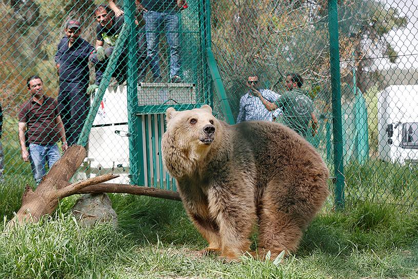 Амман, Иордания. Вывезенный из зоопарка иракского города Мосул медведь в приюте для животных