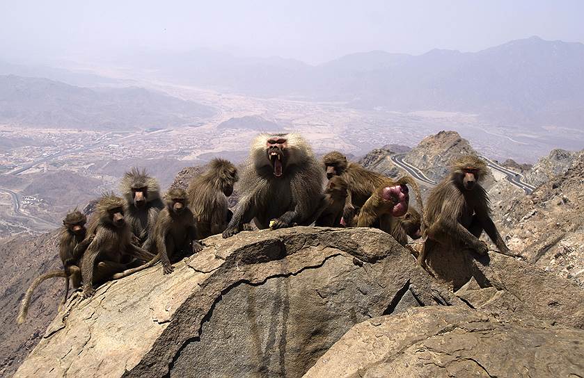 Таиф, Саудовская Аравия. Стая обезьян на скале 