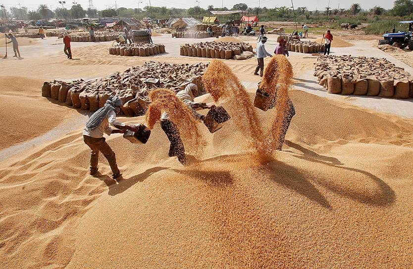 Чандигарх, Индия. Рабочие убирают пыль из пшеницы на местном рынке зерна 