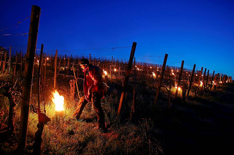 Адликон, Швейцария. Виноградарь разжигает огонь, чтобы уберечь растения от низких температур