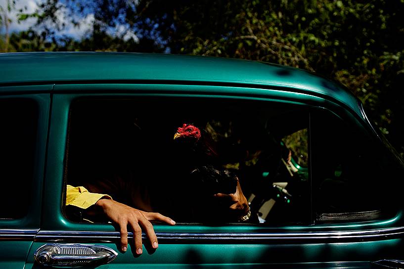 Сиро Редондо, Куба. Хозяева боевого петуха везут его на бои 