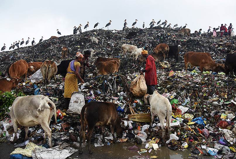 Гувахати, Индия. Старьевщики собирают на свалке мусор, пригодный к переработке