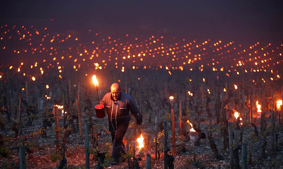 Шабли, Франция. Винаградари зажигают факелы, чтобы защитить растения от замерзания