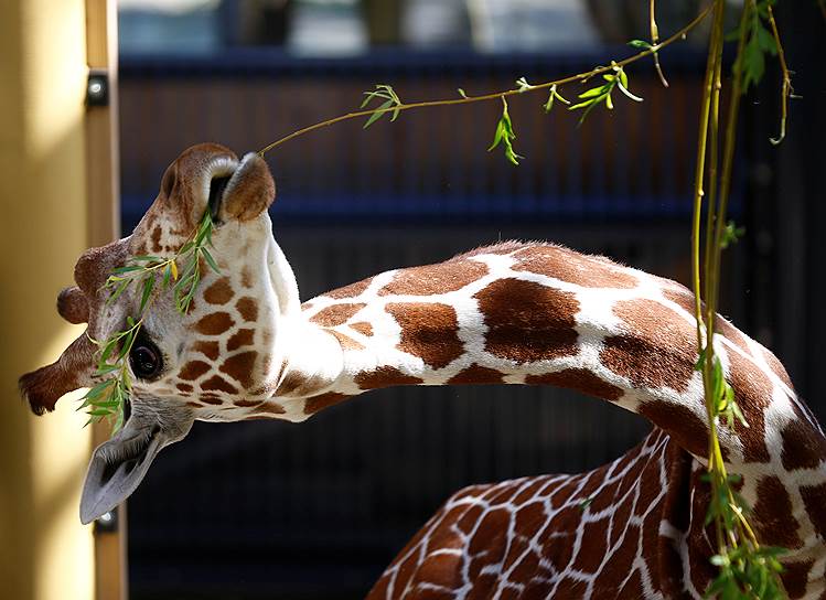 Вена, Австрия. Жираф в новом вольере в городском зоопарке