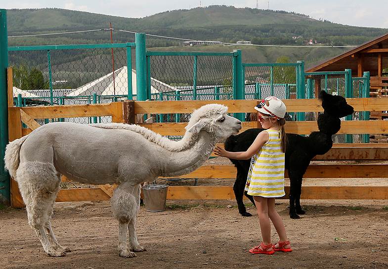 Красноярск, Россия. Посетительница городского зоопарка гладит альпаку 