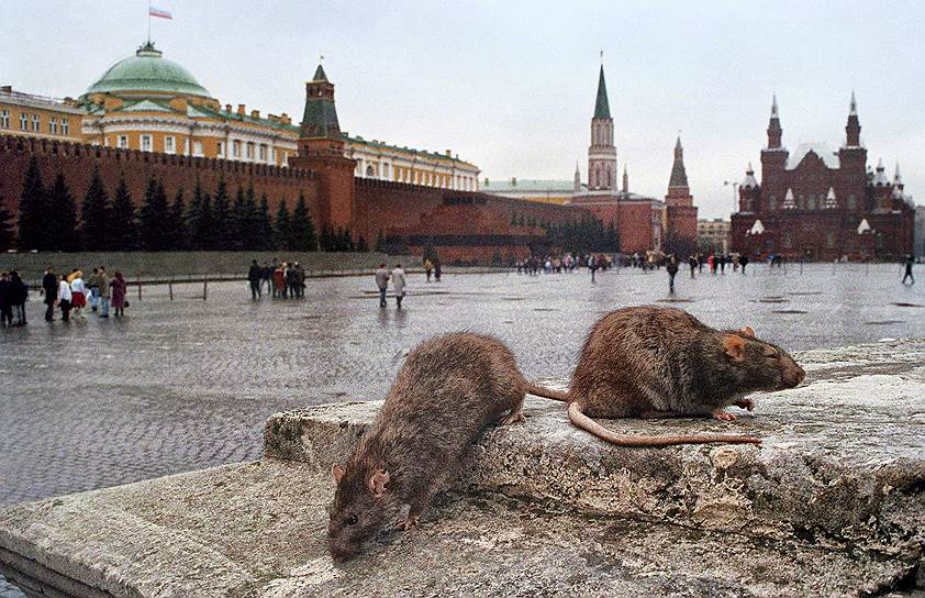 За последние 10–15 лет поголовье серых крыс в Москве существенно сократилось