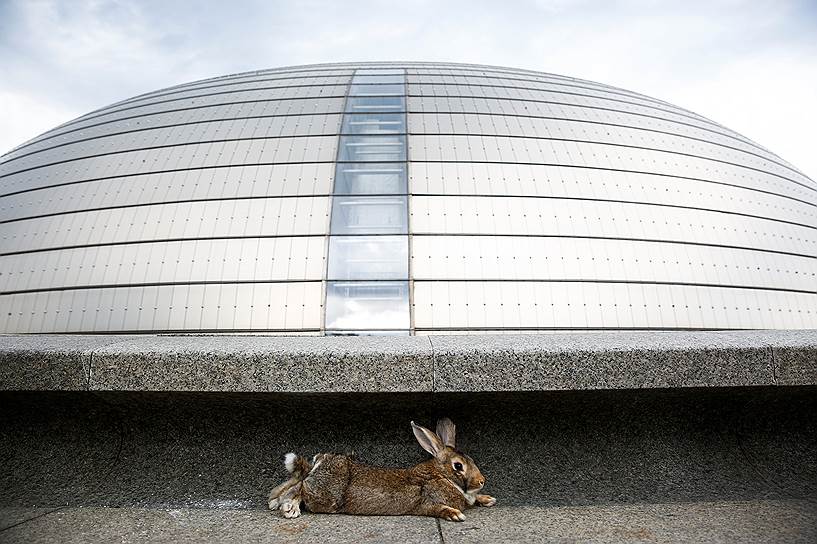 Пекин, Китай. Кролик сидит перед Национальным центром исполнительских искусств