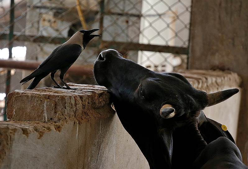 Барсана, Индия. Ворона и корова в заповеднике для священных животных 