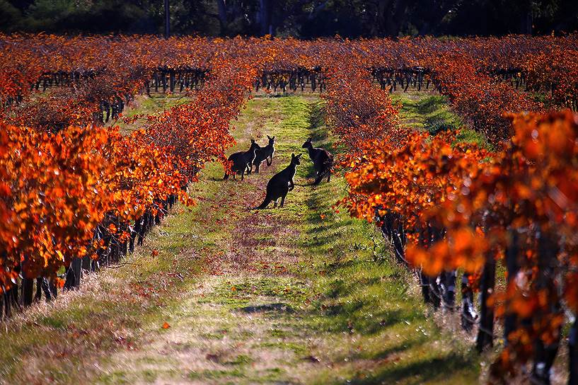 Долина Баросса, Австралия. Кенгуру в винограднике 