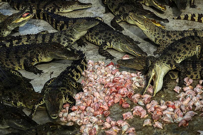 Чонбури, Таиланд. Крокодилы едят куриные головы в городском зоопарке